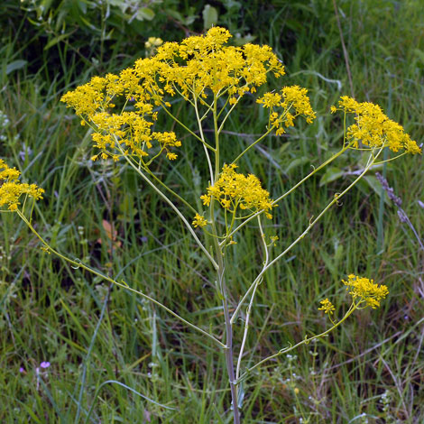 Isatis tinctoria close