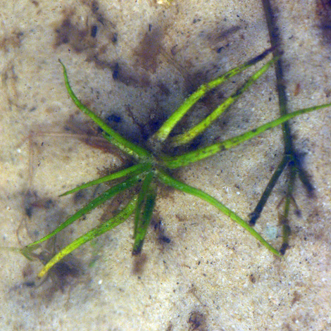 Isoetes echinospora