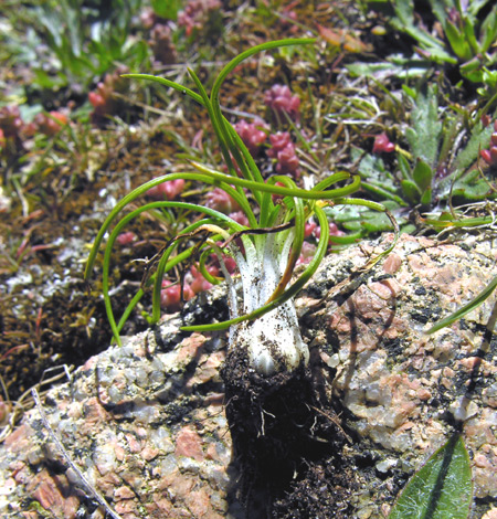 Isoetes histrix bulbs exposed