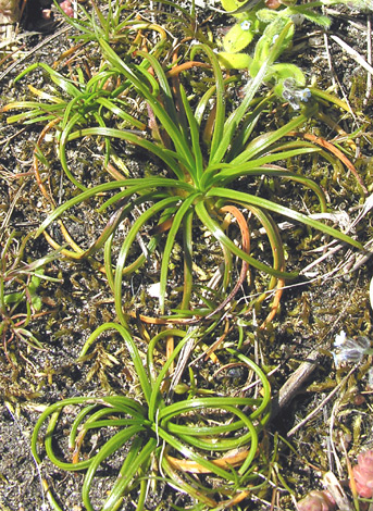 Isoetes histrix whole