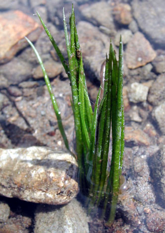 Isoetes lacustris