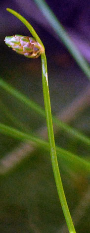 Isolepsis cernua close