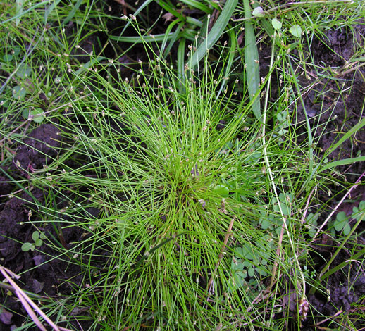 Isolepis setacea