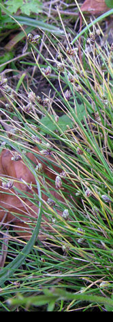 Isolepis setacea