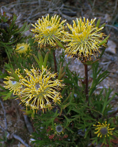 Isopogon anemonifolius close