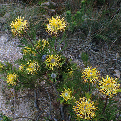 Isopogon anemonifolius whole