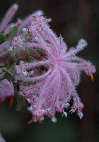 Isopogon baxteri close