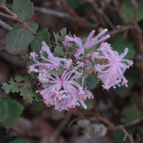 Isopogon baxteri whole