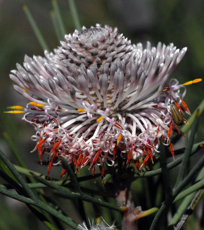 Isopogon divergens flower