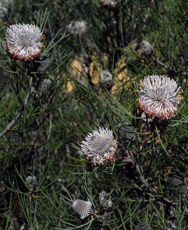 Isopogon divergens whole