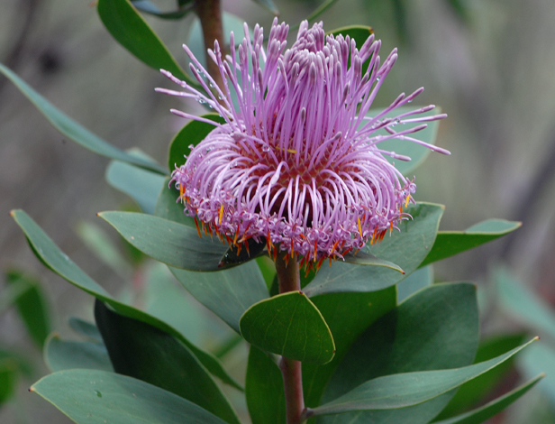 Isopgon latifolius