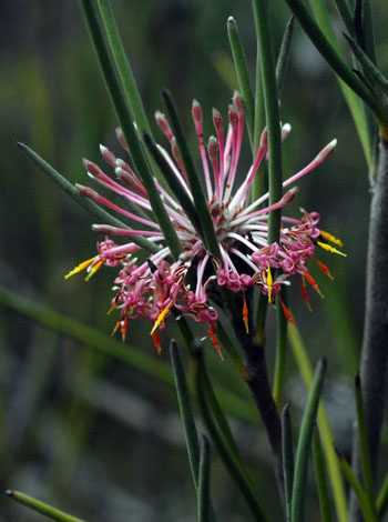 isopogon scabriusculus close