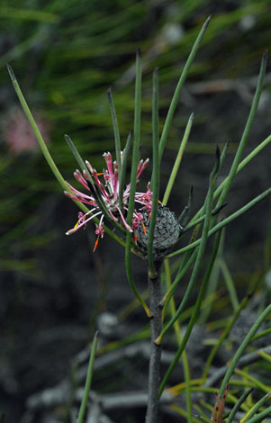 isopogon scabriusculus whole