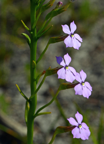 Isotoma hypocrateriformis close