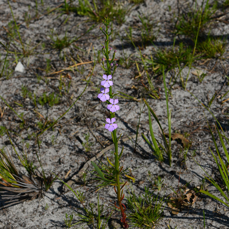 Isotoma hypocrateriformis whole