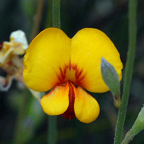 Jacksonia nematoclada close