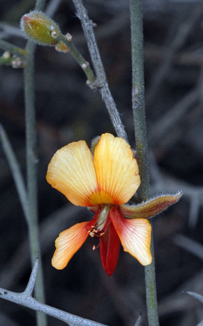 Jacksonia quairading close