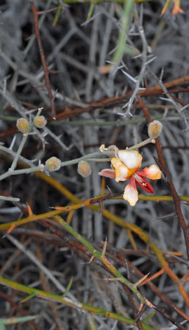 Jacksonia quairading whole