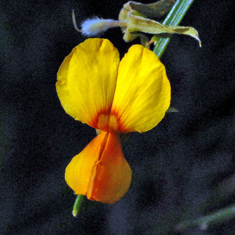 Jacksonia sternbergiana close