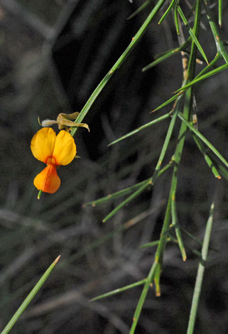 Jacksonia sternbergiana whole