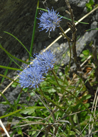 Jasione laevis close