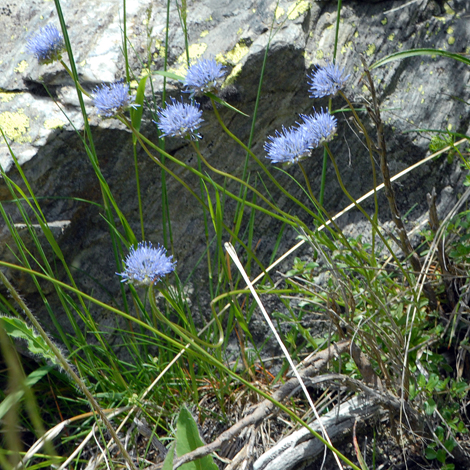 Jasione laevis whole