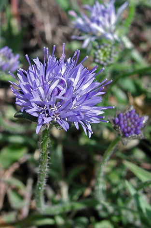 Jasione montana close