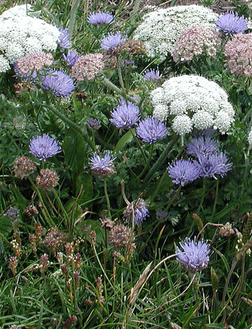 Jasione montana whole habitat