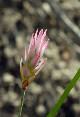Johnsonia pubescens flower