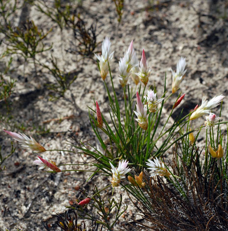 Johnsonia pubescens whole