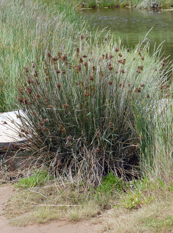 Juncus acutus whole