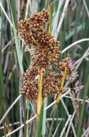 Juncus acutus close fruit