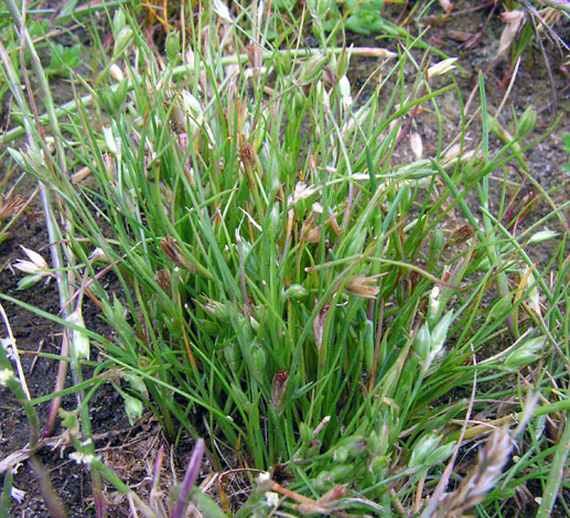 Juncus ambiguus