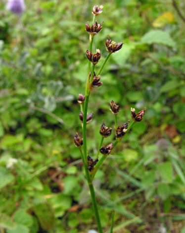 Juncus articulatus