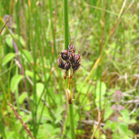 Juncus balticus