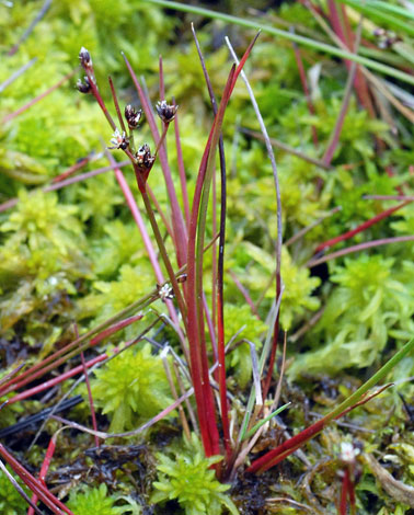 Juncus bulbosus