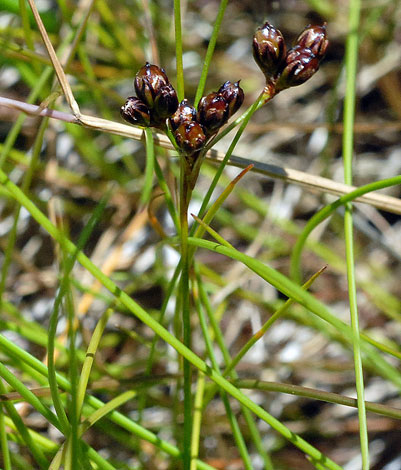 Juncus compressus