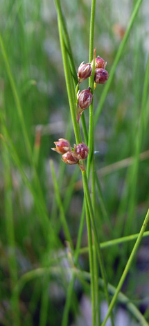 Juncus filiformis whole