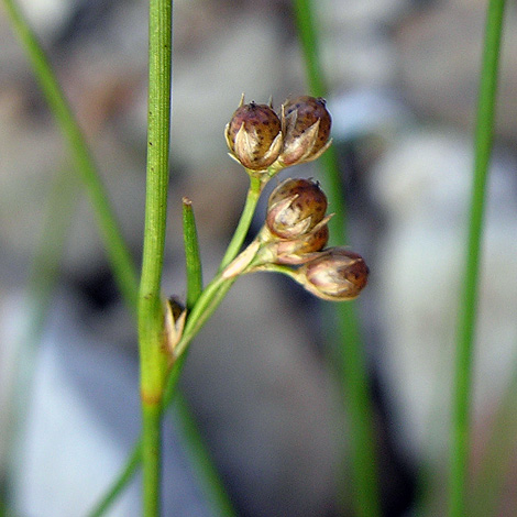 Juncus filiformis close