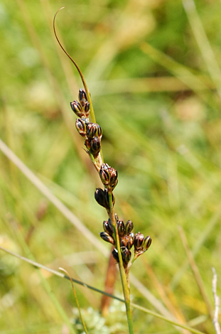 Juncus gerardii fruit