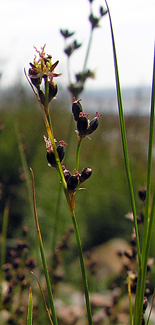 Juncus gerardii flower