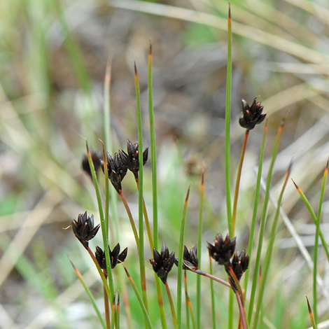 Juncus jacquinii close