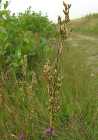 Juncus maririmus