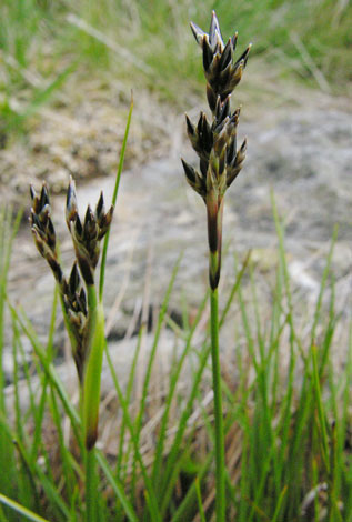 Juncus squarrosus