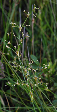 Juncus subnodulosus close