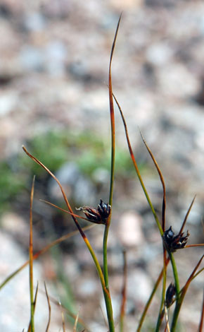 Juncus trifidus close