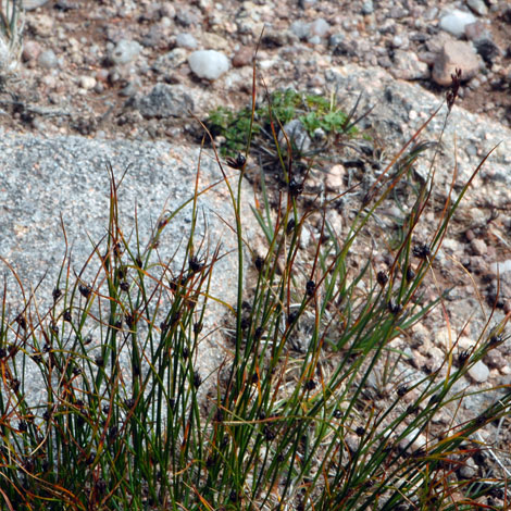 Juncus trifidus whole