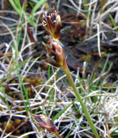 Juncus triglumis