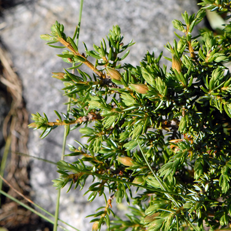 Juniperus communis whole