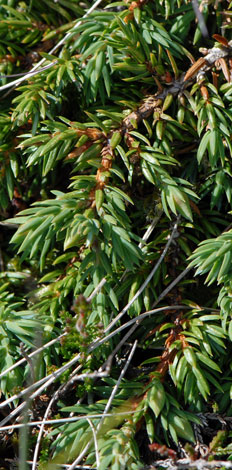 Junipersu communi ssp nana close